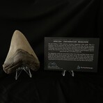 4.70" Megalodon Tooth