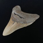 4.69" Colorful Megalodon Tooth