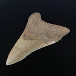 4.27" Lower Megalodon Tooth
