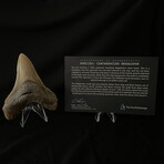 4.06" Lower Megalodon Tooth
