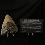 4.93" Megalodon Tooth
