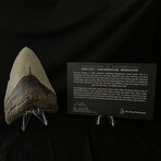 5.12" Serrated Megalodon Tooth