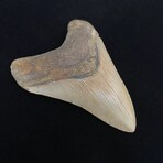 4.15" High Quality Megalodon Tooth