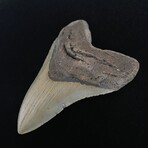 4.92" High Quality Megalodon Tooth