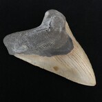 4.88" Megalodon Tooth