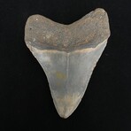 3.89" Serrated Megalodon Tooth