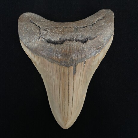 4.69" Colorful Megalodon Tooth