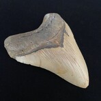 4.57" High Quality Megalodon Tooth
