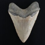 4.88" Megalodon Tooth