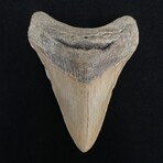 4.12" Megalodon Tooth