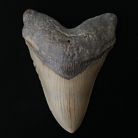 5.87" Massive Megalodon Tooth