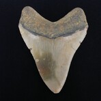 4.57" High Quality Megalodon Tooth
