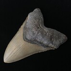 5.87" Massive Megalodon Tooth