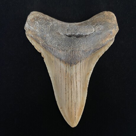 4.06" Lower Megalodon Tooth