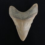4.12" Megalodon Tooth