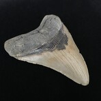 5.18" High Quality Megalodon Tooth