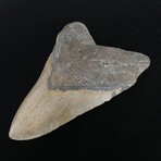 5.03" Megalodon Tooth