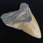 5.76" Massive Serrated Megalodon Tooth