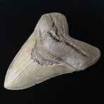5.91" Massive High Quality Megalodon Tooth