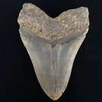 5.46" Serrated Megalodon Tooth