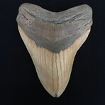 5.33" Serrated Megalodon Tooth