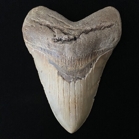 5.91" Massive High Quality Megalodon Tooth