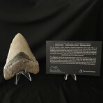 4.82" Megalodon Tooth