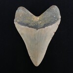 4.15" Megalodon Tooth