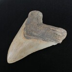 4.70" Megalodon Tooth