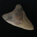 5.21" Colorful Megalodon Tooth