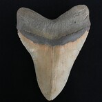 5.33" Serrated Megalodon Tooth