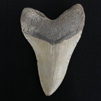 4.92" High Quality Megalodon Tooth