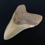 4.57" Colorful Megalodon Tooth