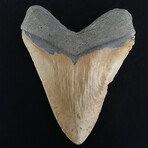 5.76" Massive Serrated Megalodon Tooth