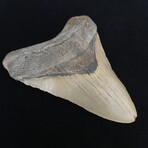 4.93" High Quality Megalodon Tooth