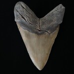 5.71" Massive Lower Megalodon Tooth