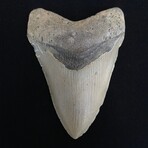 4.82" Megalodon Tooth