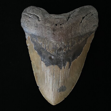 5.77" Massive Megalodon Tooth