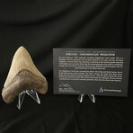 4.15" High Quality Megalodon Tooth