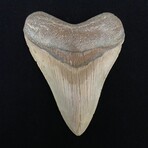 4.15" Megalodon Tooth