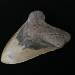 5.77" Massive Megalodon Tooth