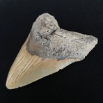 4.93" Megalodon Tooth