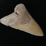 5.71" Massive Lower Megalodon Tooth
