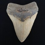 4.68" Megalodon Tooth