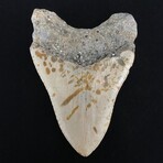 4.85" Serrated Megalodon Tooth II