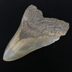 5.46" Serrated Megalodon Tooth