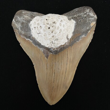 4.99" Coral Covered Megalodon Tooth
