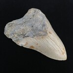 4.85" Serrated Megalodon Tooth II