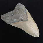 5.03" Megalodon Tooth