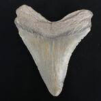 4.85" Serrated Megalodon Tooth I